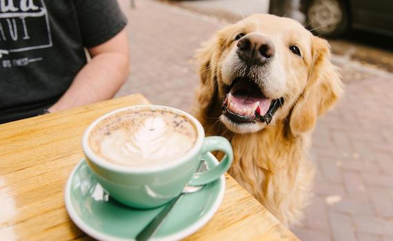 A golden retriever keeping company at a café table